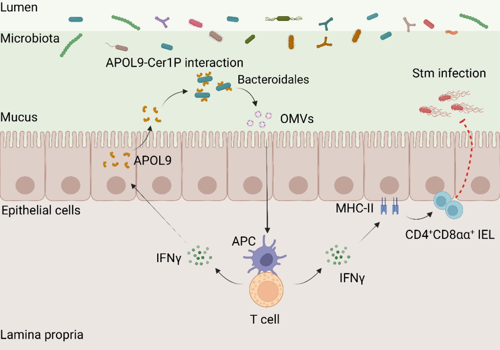 十年磨一剑!上海科学家首次揭示宿主识别肠道菌群调控免疫新机制 第1张 十年磨一剑!上海科学家首次揭示宿主识别肠道菌群调控免疫新机制 第1张